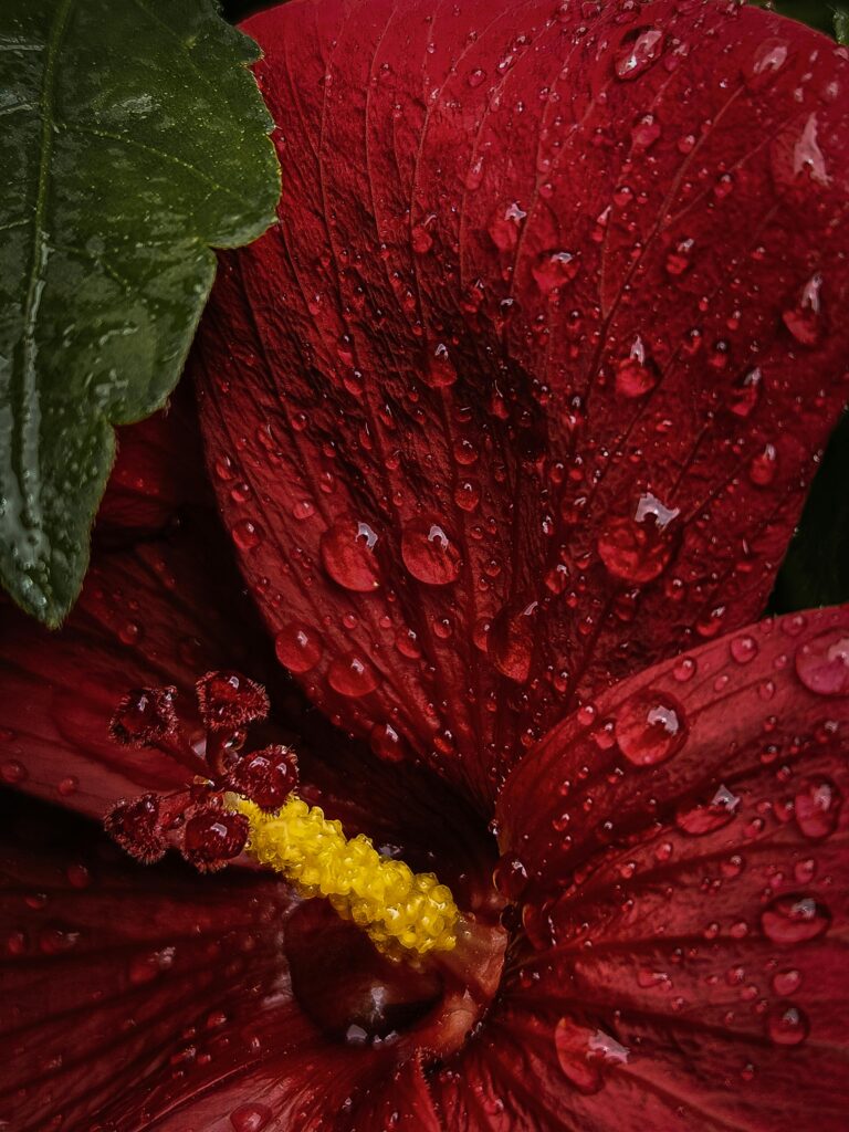 Dinner Plates Hibiscus