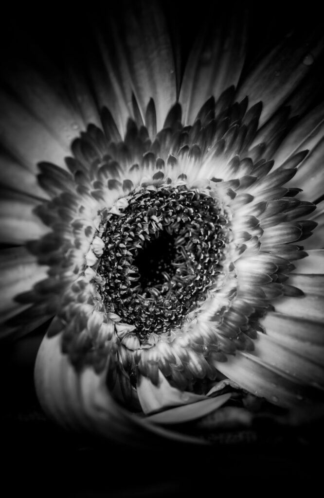 Marin Art & Garden Center